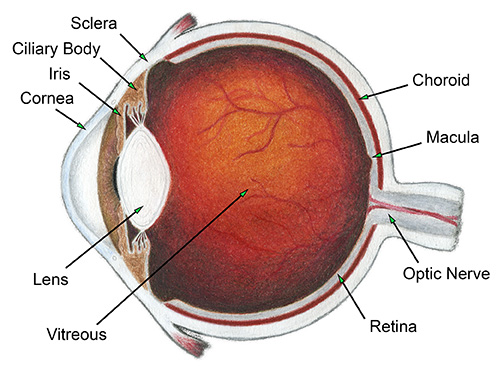 structure of human eye